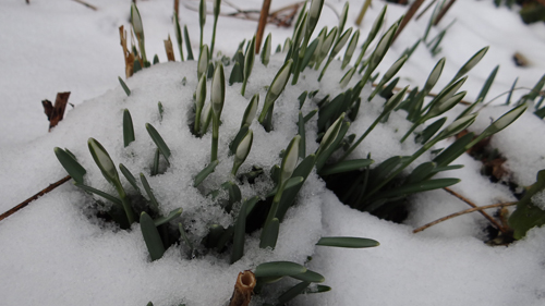 Galanthus